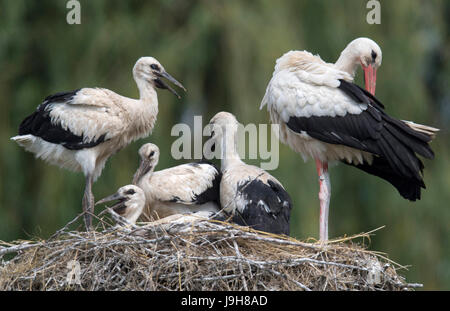 Quatre jeunes cigognes blanches demeurent dans leur nid ensemble avec deux oiseaux plus âgés dans Lisbonne am Rhein, Allemagne, 02 juin 2017. Photo : Boris Roessler/dpa Banque D'Images