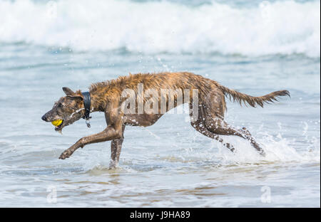 Scottish Deerhound Lurcher chien jouant dans la mer sur une chaude journée au Royaume-Uni. Banque D'Images