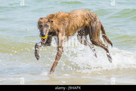 Scottish Deerhound Lurcher chien jouant avec une balle dans la mer. Banque D'Images