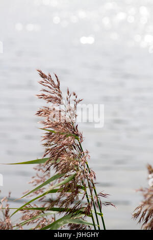 Plage de l'herbe - roseau commun (Phragmites australis) et de l'eau avec reflets soleil scintillant Banque D'Images