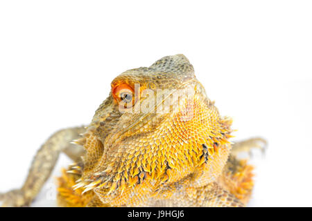 Le centre de dragon barbu (Pogona vitticeps) sur fond blanc Banque D'Images