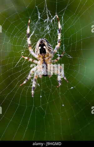 Jardin araignée européenne (Araneus diadematus) alias spider diadem, spider, ou orb weaver couronné dans web Banque D'Images