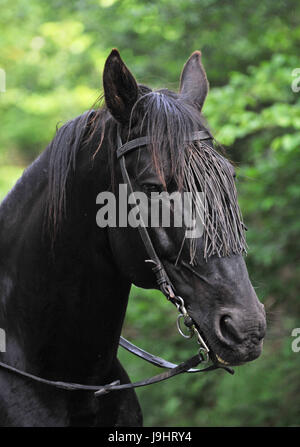 Cheval, animal, peu, noir, de teint basané, jetblack, deep black, étalon, bride, Banque D'Images