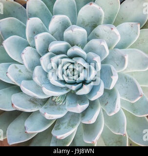 Jardin de plantes succulentes miniatures Banque D'Images