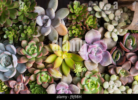 Jardin de plantes succulentes miniatures Banque D'Images