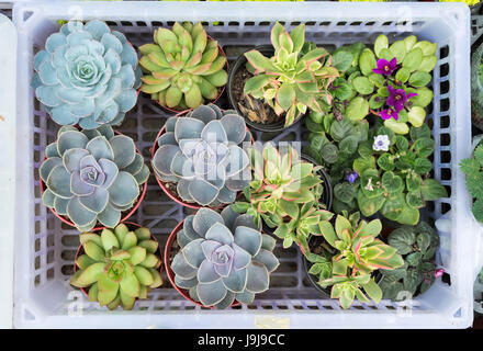 Jardin de plantes succulentes miniatures Banque D'Images