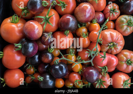 Homegrown imparfait rouge et mauve heirloom tomatoes Banque D'Images