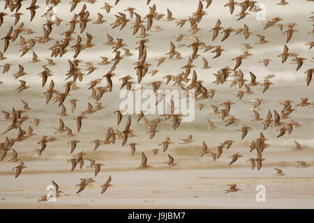 Rivage en vol, Driftwood Beach State Park, New York Banque D'Images