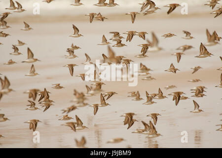 Rivage en vol, Driftwood Beach State Park, New York Banque D'Images