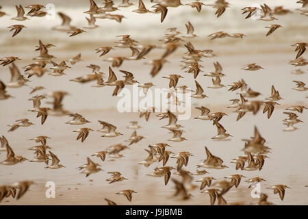 Rivage en vol, Driftwood Beach State Park, New York Banque D'Images