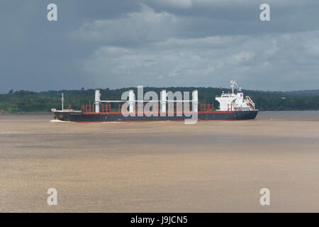 Vraquier jamais Gallant le fleuve Amazone, Brésil Banque D'Images