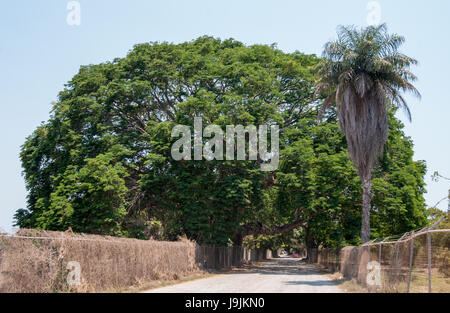 Un immense arbre de La Parota sur une route de campagne. Une étonnante forme globe contraste avec un ciel bleu clair. Banque D'Images