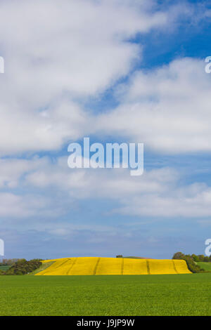 Le Danemark, Mon, Magleby, champ de colza de printemps, Banque D'Images