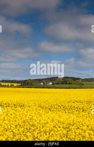 Le Danemark, Mon, Magleby, champ de colza de printemps, Banque D'Images