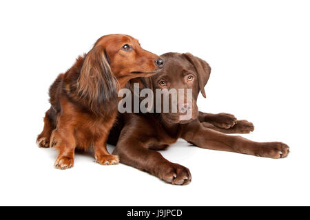 Animal, animal, isolés, de mammifères, d'animaux, plus de, chien, chiot, studio, couper, shot, Banque D'Images