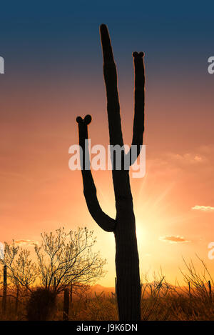 Saguaro cactus au désert de Sonora, en Arizona. Banque D'Images