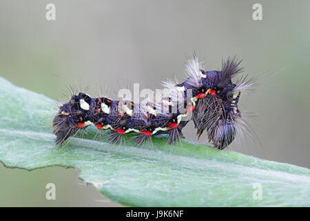 Noeud papillon, de l'herbe Acronicta rumicis Banque D'Images