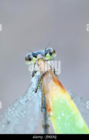 Tôt le matin, image de fe,ale demoiselle d'Émeraude, connu aussi sous le nom de Common spreadwing, couvert de rosée du matin Banque D'Images