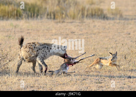 L'Hyène tachetée (Crocuta crocuta) et le chacal (Canis mesomelas) luttant pour la Gazelle de Thomson, le Parc National du Serengeti, Tanzanie. Banque D'Images