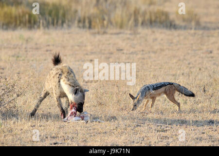 L'Hyène tachetée (Crocuta crocuta) et le chacal (Canis mesomelas) luttant pour la Gazelle de Thomson, le Parc National du Serengeti, Tanzanie. Banque D'Images