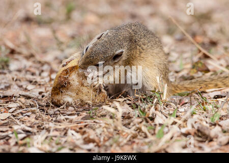 Animal, mignon, nature, date limite, de répit, de l'alimentation, aliment, animal, sauvage, l'Afrique, Banque D'Images