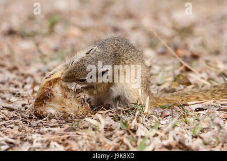 Animal, mignon, nature, date limite, de répit, de l'alimentation, aliment, animal, sauvage, l'Afrique, Banque D'Images