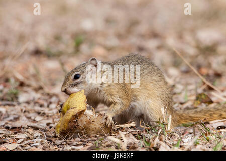 Animal, mignon, nature, date limite, de répit, de l'alimentation, aliment, animal, sauvage, l'Afrique, Banque D'Images