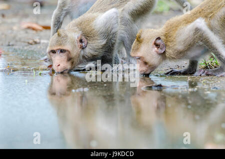 Une petite troupe de macaques mangeurs de crabes (Macaca fascicularis) ou macaque à longue queue d'une flaque d'eau de pluie potable en Thaïlande Banque D'Images