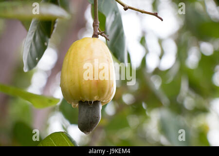 Cajou vert jaune sur l'arbre après la pendaison de pleuvoir. Pomme de cajou (Anacardium occidentale), Banque D'Images