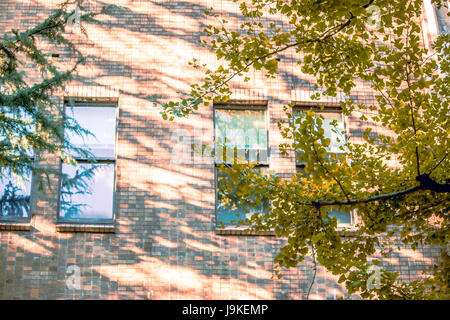 Feuille de marque Gingo et prendre une ombre s'étendit sur le mur du bâtiment et fenêtre lunettes dans l'Université de Tokyo, Tokyo Japon. Banque D'Images