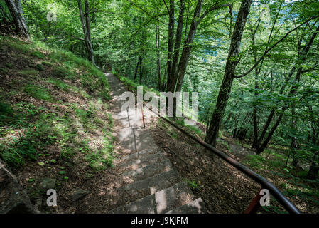 Escaliers dans la forêt au Château Poenari également appelé Poenari Citadelle sur plateau du mont Cetatea, Roumanie, un des principaux forteresse de Vlad III Empaleur Banque D'Images