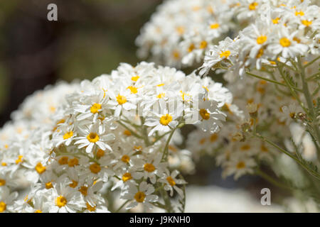 La flore de Gran Canaria - Tanacetum ptarmiciflorum, argent tanaisie, endémique de l'île et d'espèces naturelles, endandegerd floral background Banque D'Images