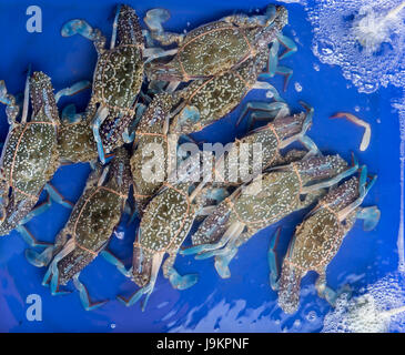 Crabe frais dans un marché Thaïlande Banque D'Images