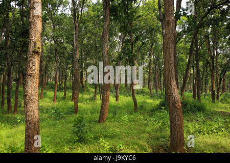 Sal Arbre, Amarkantak, Madhya Pradesh, Inde, Asie Banque D'Images