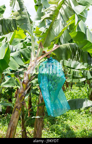 Les bananes avec un groupe de matières premières agricoles brutes de plus en plus .attendre garder dans le jardin de fruits. Banque D'Images