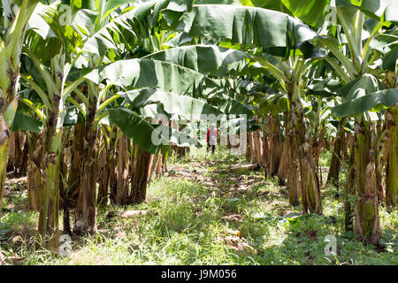 Les bananes avec un groupe de matières premières agricoles brutes de plus en plus .attendre garder dans le jardin de fruits. Banque D'Images