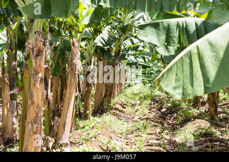 Les bananes avec un groupe de matières premières agricoles brutes de plus en plus .attendre garder dans le jardin de fruits. Banque D'Images