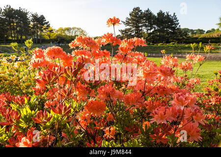 Fermer en orange Azalea fleurs (Rhododendron indicum) dans le jardin Banque D'Images