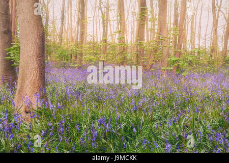 Belle et sauvage forêt jacinthes coloré ou dans la forêt aux Pays-Bas Banque D'Images