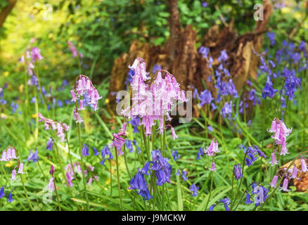 Belle et sauvage forêt jacinthes coloré ou dans la forêt aux Pays-Bas Banque D'Images