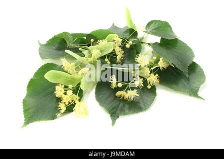 Relaxation, fleurs, lime, purger, en bonne santé, thé, santé, relaxation, vert, Banque D'Images