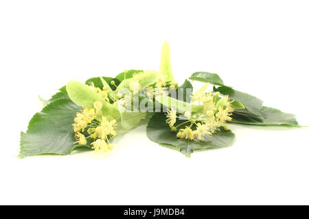 Relaxation, fleurs, lime, purger, en bonne santé, thé, santé, relaxation, vert, Banque D'Images