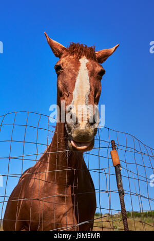 Funny horse portrait. Fond de Ciel bleu Banque D'Images