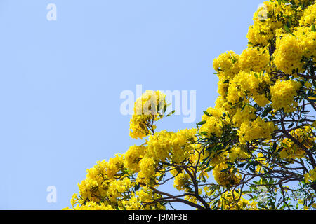 Arbre à trompettes roses, Tabebuia rosea (Bertol.),DC,Pridiyathorn jaune fleurs jaunes dans la nature. Banque D'Images