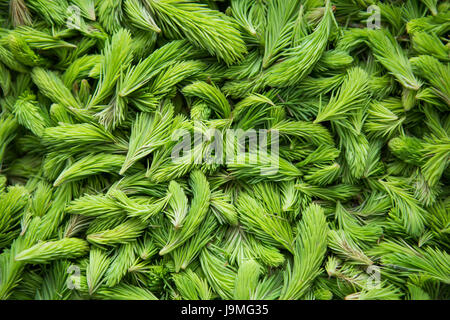 Pousses d'épinette vert frais. Les jeunes pousses d'épicéas au printemps. Nature fond vert. Banque D'Images