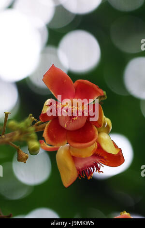 Fleur de la Cannonball tree. Couroupita guianensis, connu sous plusieurs noms communs, y compris arbre boulet, est un arbre à feuilles caduques dans la famille Lecy Banque D'Images