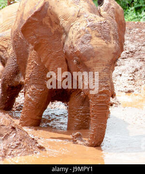 Bébé éléphant jouant dans l'eau boueuse Banque D'Images