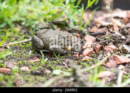 Crapaud commun (Bufo bufo) Banque D'Images