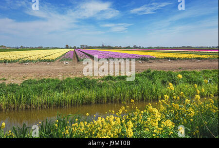 La belle et colorée des champs de tulipes hollandais au printemps avec en arrière-plan le clocher de l'église d'un petit village Banque D'Images