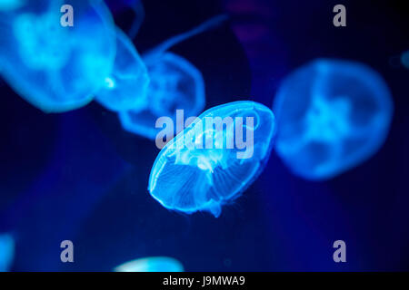 Moon jelly fish (Aurelia aurita) à Londres, Royaume-Uni. Aquarium Sealife Banque D'Images
